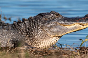 Wildlife at Brazos Bend State Park – Repost