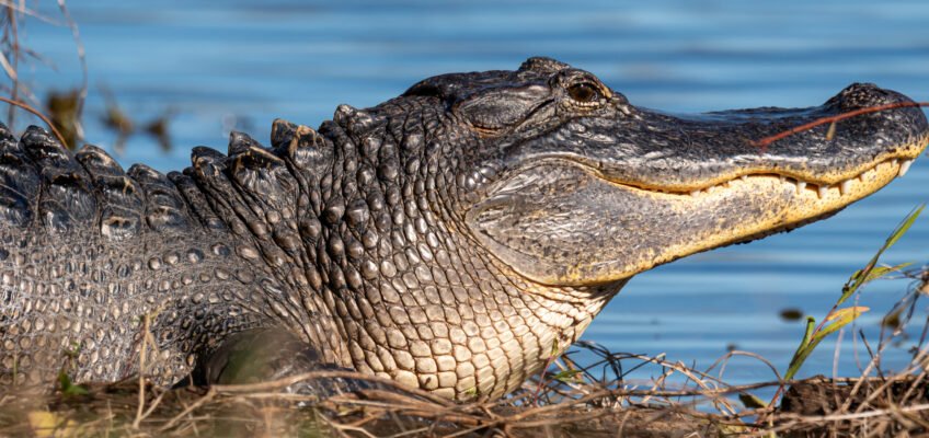 Wildlife at Brazos Bend State Park – Repost